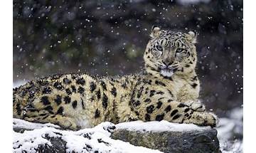 Snow Leopard Wallpapers Box for Mac - Download it from Habererciyes for free